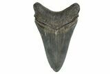 Serrated, Fossil Megalodon Tooth - Georgia #338748-1